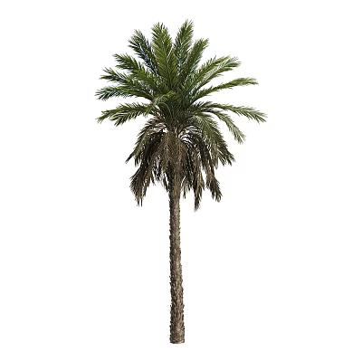 modern tree palm family date arbor 3d model modern tree palm family date arbor 3d model
