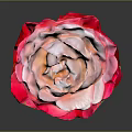 Elegant Pink and Red Gradient Rose Flower in Vase with Dark Background and Shiny Petals