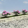 Three Pink Flower Plants on Stone Platform with Blue Sky and White Clouds