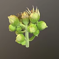 3D Model Flower With Yellow Orange Petals Green Center And Unopened Buds