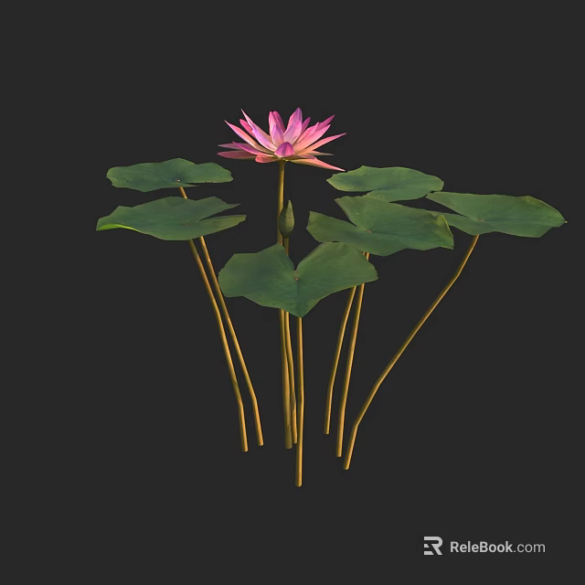 Pink Lotus Flower With Green Leaves And Long Stems On Black Background 3d model 