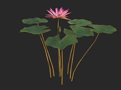 Pink Lotus Flower With Green Leaves And Long Stems On Black Background 3d model