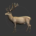 Realistic Light Brown Deer With Large Antlers Standing On Black Background 3d model