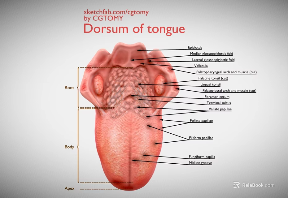 Medical Device Anatomical Model Of Tongue Dorsum Anatomy With Labeled Structures 3d model 
