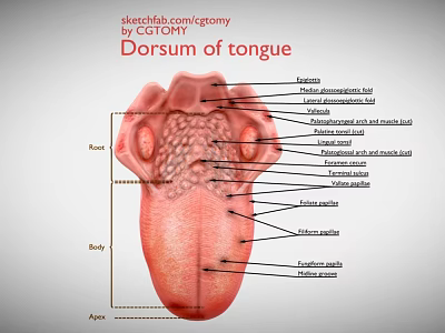 Medical Device Anatomical Model Of Tongue Dorsum Anatomy With Labeled Structures 3d model