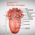 Medical Device Anatomical Model Of Tongue Dorsum Anatomy With Labeled Structures