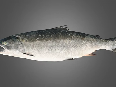 Whole Fresh Fish With Silver Gray Scales And Glossy Surface 3d model