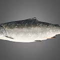 Whole Fresh Fish With Silver Gray Scales And Glossy Surface