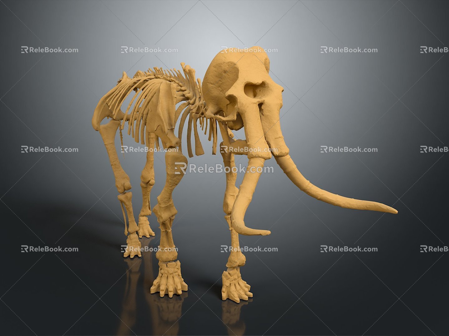 Modern Elephant Skeleton Skeleton Animal Skeleton Skeleton 3d model