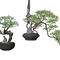 Decorative Bonsai Plants In Black Pots With Hanging And Potted Design