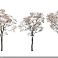 Three Tall Arbor Trees With Yellow Autumn Leaves And Shadows On White Background