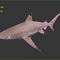 Pink Shark with Black Fins on Gray Background and Reflection 3d model
