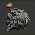 Fresh Organic Orange Edible Mushroom Growing On Natural Wild Pine Cone