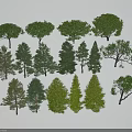 Various Types of Arbor Trees with Different Foliage and Crown Shapes