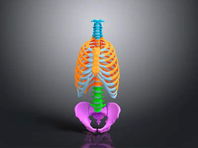 Colorful 3D Human Skeleton Anatomical Model Showcasing Spine Ribs And Pelvis Structure 3d model