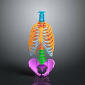 Colorful 3D Human Skeleton Anatomical Model Showcasing Spine Ribs And Pelvis Structure