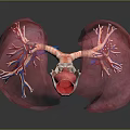 Human Thoracic Organs 3D Anatomical Model Showing Lungs And Trachea Structure 3d model
