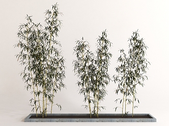 Modern bamboo 3d model