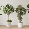 Various Types Of Potted Green Plants In White Ceramic Pots For Home Decor