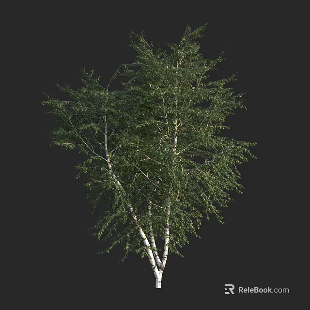 Tall White Trunk Tree with Lush Green Leaves and Branches 3d model 