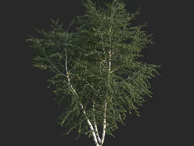 Tall White Trunk Tree with Lush Green Leaves and Branches 3d model