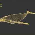 Whale 3D Model With Dark Blue Skin On Gray Background And Soft Lighting