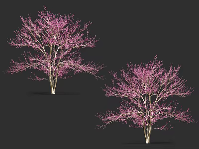 Two Arbor Trees With Pink Blossoms And Delicate Branches On Black Background 3d model