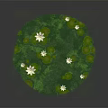 Frogs Resting On Green Lily Pads In Pond With White Lotus Flowers