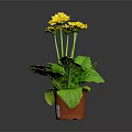 Healthy Potted Plant with Bright Yellow Flowers and Lush Green Leaves in Brown Pot