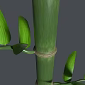 Green Bamboo Stems With Fresh Leaves And Nodes On Dark Background 3d model