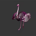 Colorful Ostrich With Purple And White Plumage Spreading Wings On Dark Background