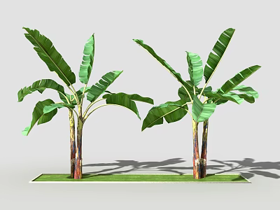 Banana Trees With Green Leaves And Red Brown Trunks Growing On Green Grass 3d model
