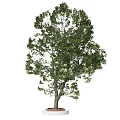 Tall Ornamental Arbor with Lush Green Foliage and Straight Trunk on White Base