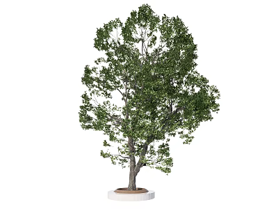 Tall Ornamental Arbor with Lush Green Foliage and Straight Trunk on White Base 3d model
