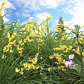 Vibrant Yellow And Purple Flowers Growing In Green Grass With Blue Sky And White Clouds