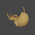 Close Up View Of Natural Cicada Exuviae With Detailed Shell Structure