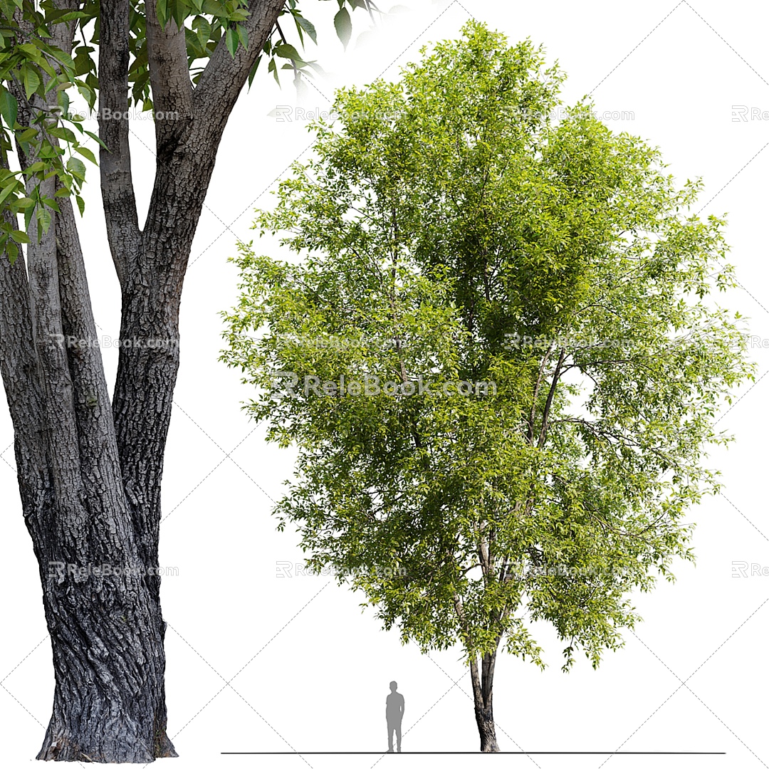 Fraxinus mandshurica 3d model