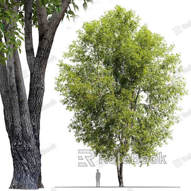 Fraxinus mandshurica model