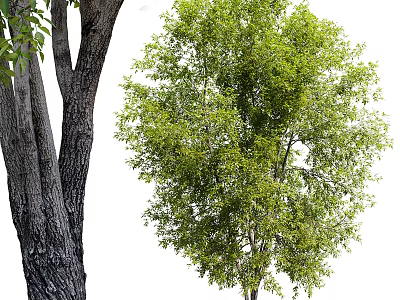 Fraxinus mandshurica 3d model