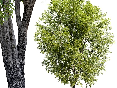 Fraxinus mandshurica model