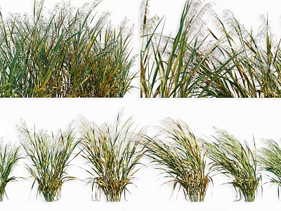 Various Forms of Reed Crops With Green and Yellow Leaves in Natural Settings 3d model