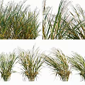 Various Forms of Reed Crops With Green and Yellow Leaves in Natural Settings