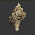 Elegant Natural Marine Shell With Spiral Shape And Intricate Textured Surface