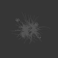 White Flower Plant with Long Green Leaves and Slender Stems for Garden Decoration