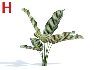 Green And White Striped Tropical Plant With Long Stems And Leaf Shadows 3d model