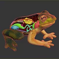 Frog Poison Frog Game Frog Reptile Cold Blooded Animal Reptile 3d model