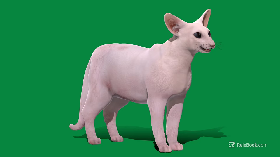 Pink Cat Standing Pose on Green Background with Large Ears and Bright Eyes 3d model 