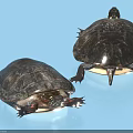 Reptile Turtle Pair Showing Front And Back Views With Dark Shell On Blue Background 3d model