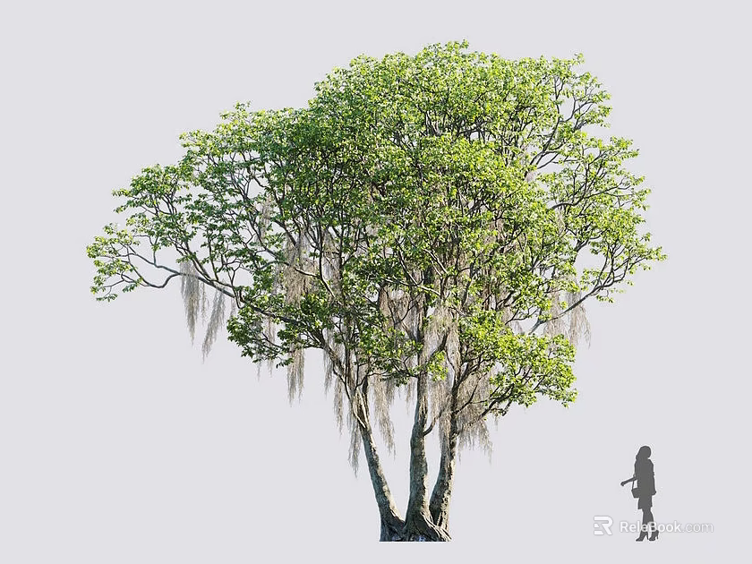 Lush Green Tree With Multiple Trunks Hanging Moss And Person Walking Beside 3d model