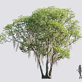 Lush Green Tree With Multiple Trunks Hanging Moss And Person Walking Beside 3d model